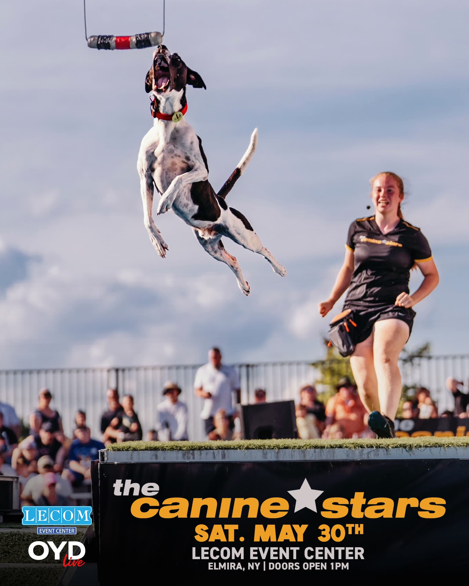 Canine Stars frisbee performance