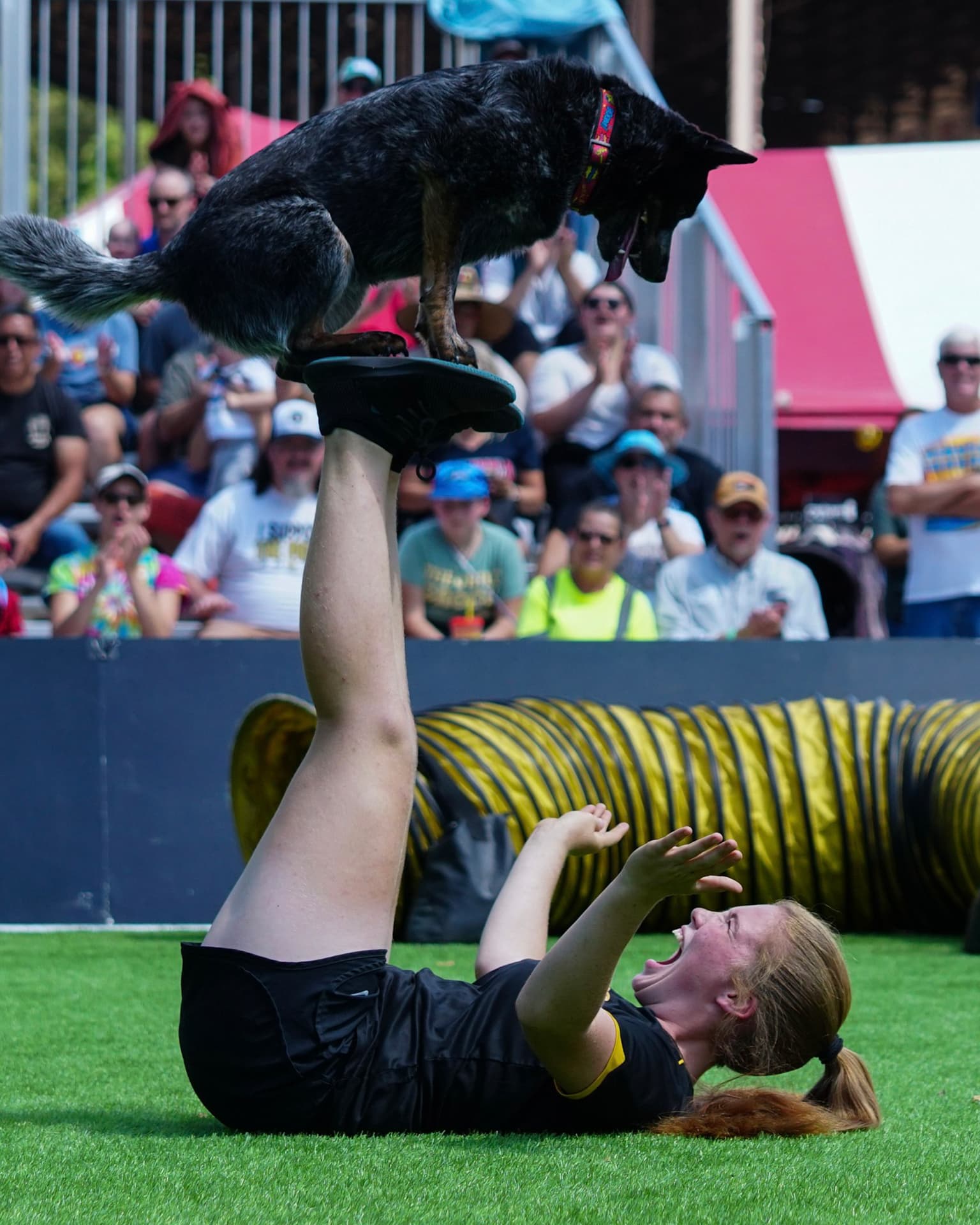 Canine Stars live show