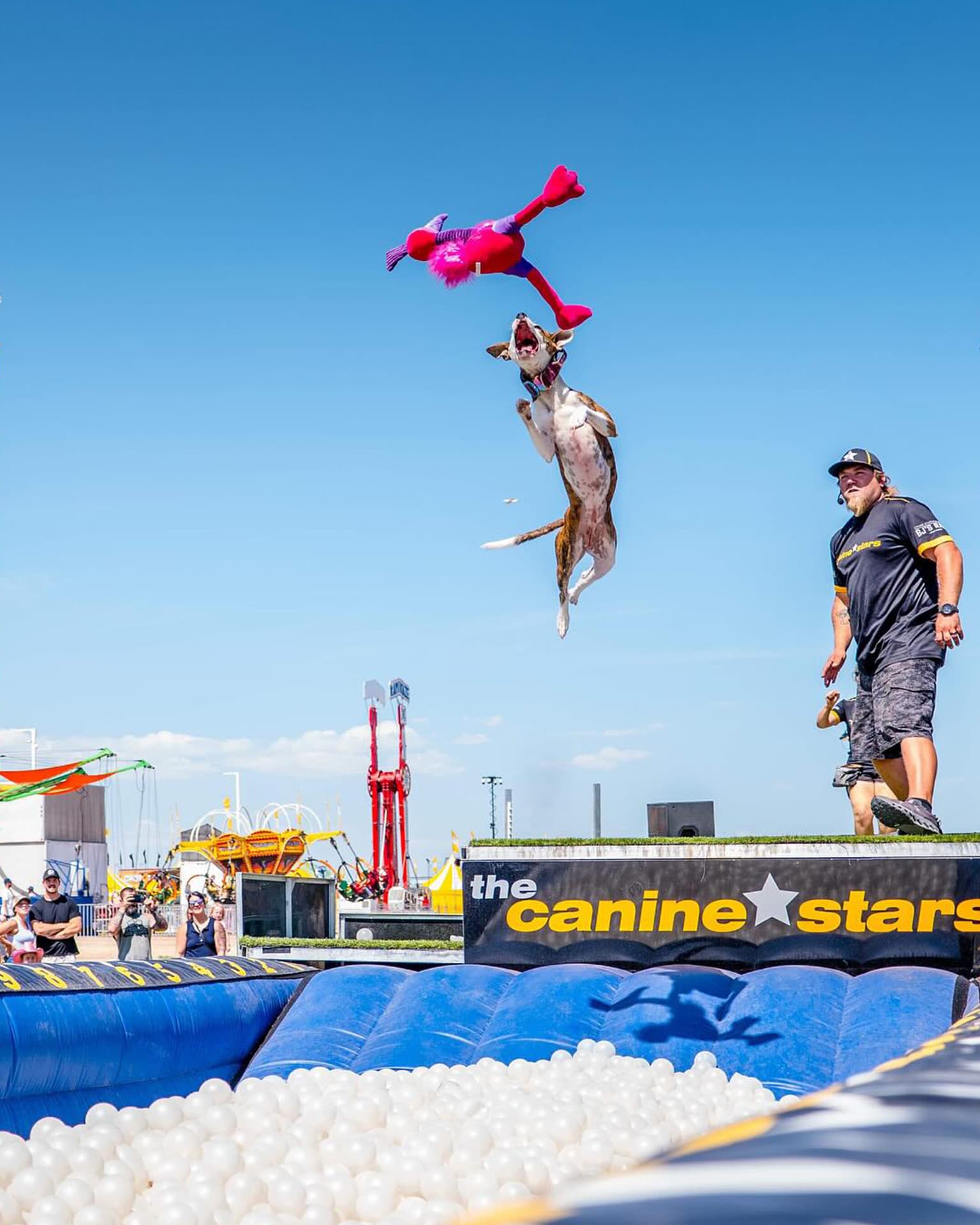 Canine Stars dock dive