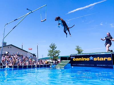 Canine Stars action shot 2