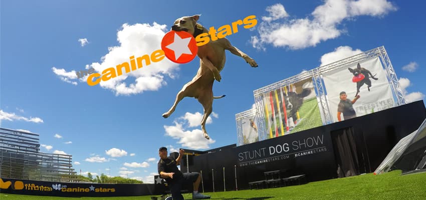 The Canine Stars Stunt Dog Show